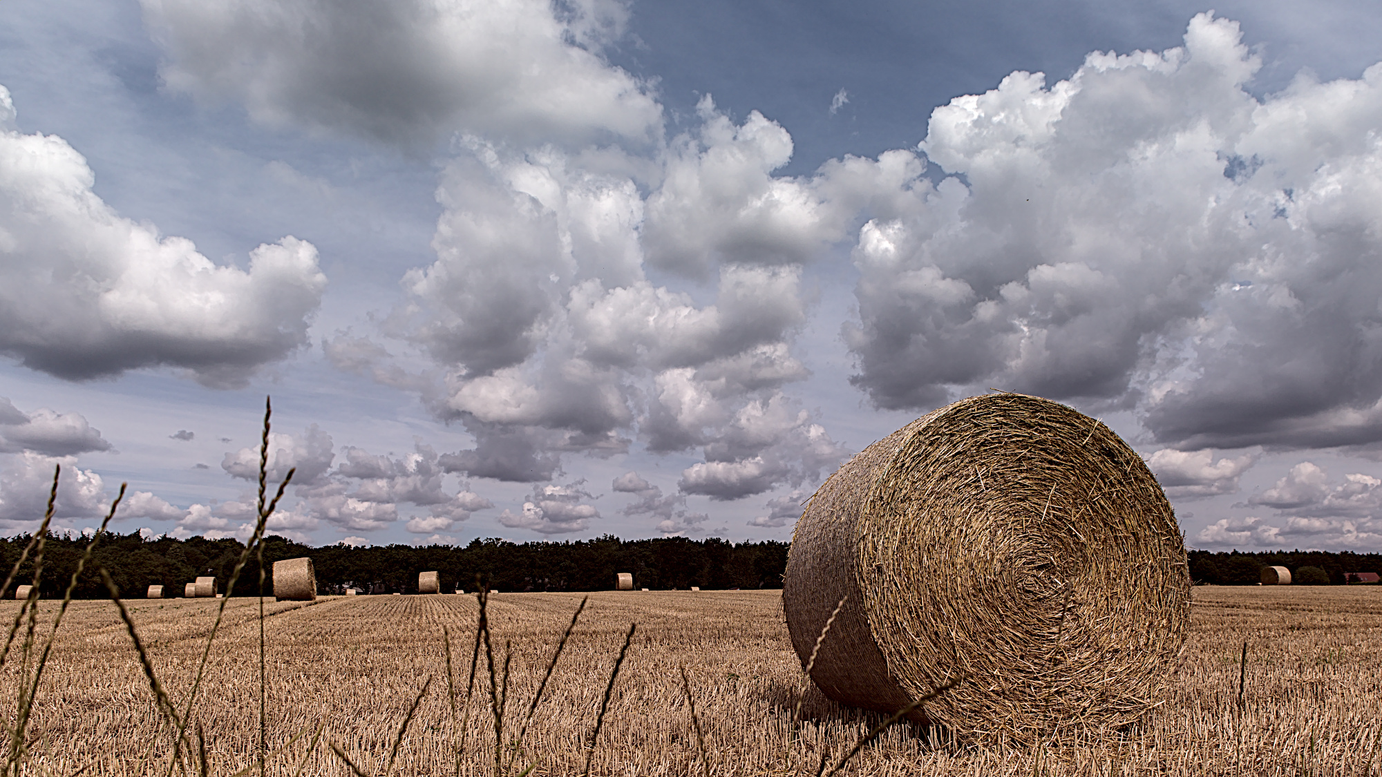 Rundballen im Weizenfeld